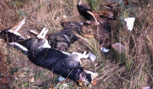 В Киеве жестоко убили стаю собак (фото)