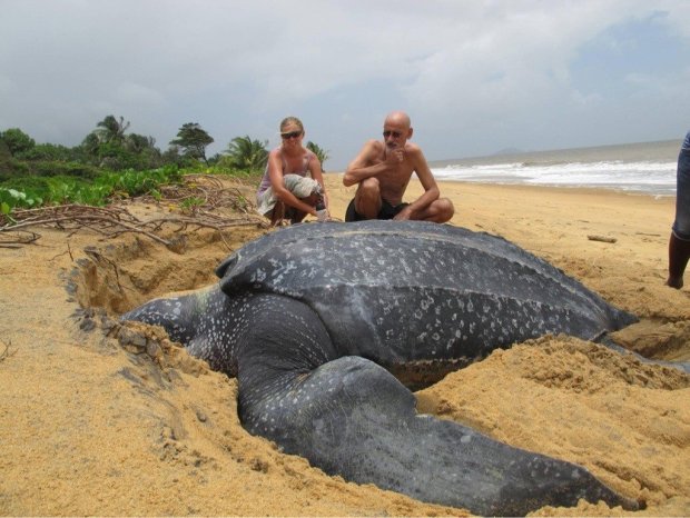 На берег викинуло гігантську мертву черепаху: такого світ ще не бачив