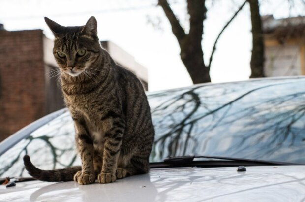 Котик на авто. Фото Freepik