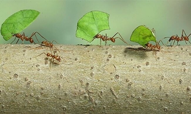 Ученые раскрыли тайну муравьев-земледельцев