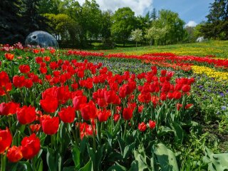 Тюльпани, парк, фото з вільних джерел