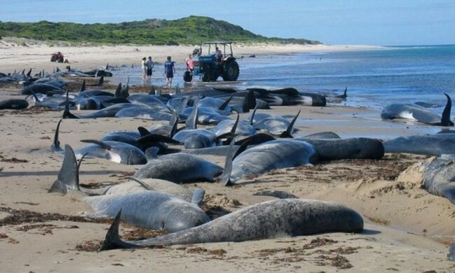 На узбережжі Індії загинули десятки китів (відео)