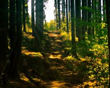 Ліс, природа, прогулянки, ілюстративне фото: pixabay.com