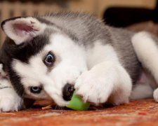 YouTube підкорила хаскі, яка просить почухати животик