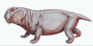 Lystrosaurus в уяві художника, фото: Wikimedia Commons