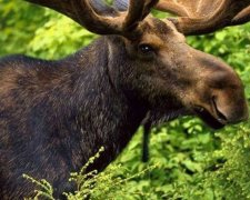 Мережу підкорив лось, який любить дивитися телевізор