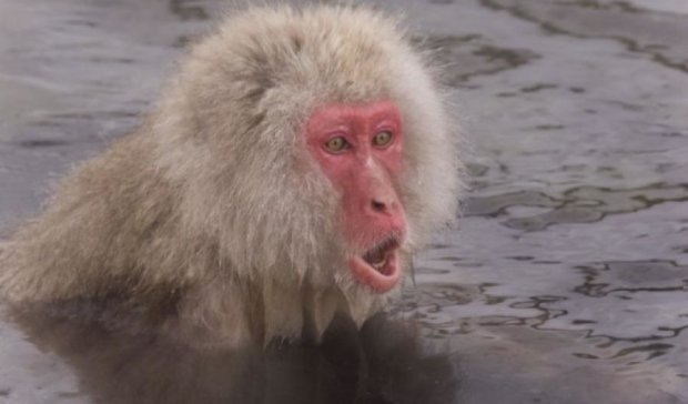 Сотрудники японского зоопарка убили десятки обезьян