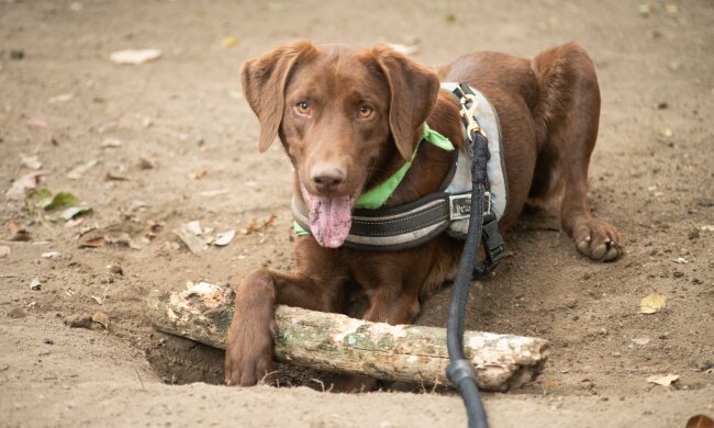 собака, фото Pxhere