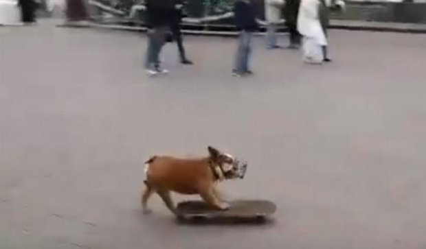 Бульдог на скейті катався навколо ялинки в Одесі (відео)