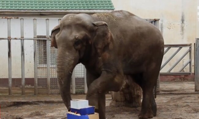слон, скриншот из видео