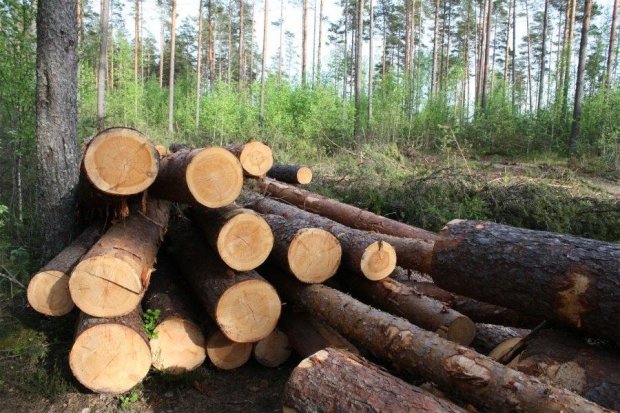 Оборот незаконной вырубки леса в Украине достигает $10 миллиардов