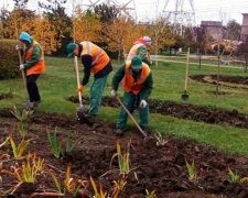 У Запоріжжі з'являться нові квіти, фото: КП Зеленбуд