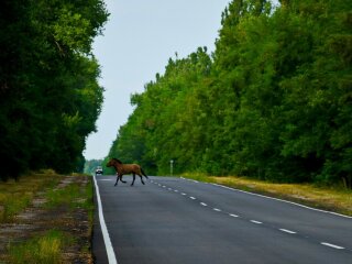 Фото Дениса Вишневського