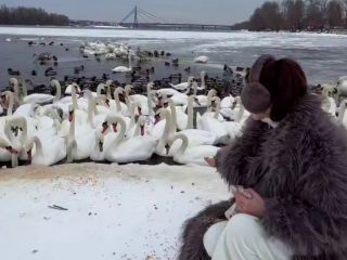Українці, зима, птахи, лебеді, кадр з відео
