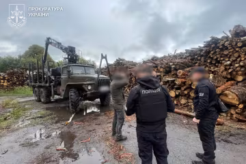 незаконна вирубка дерев