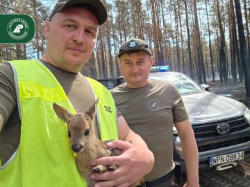 Лесники спасли осиротевшего косулёнка после пожара под Варшавой