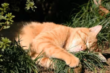 Котик, скриншот: YouTube