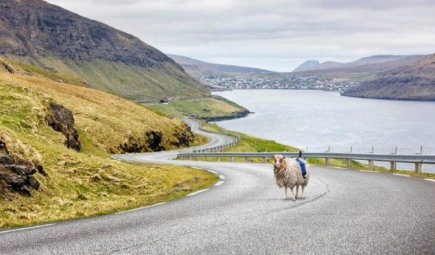 На Фарерських островах відтворили сервіс Google за допомогою вівці