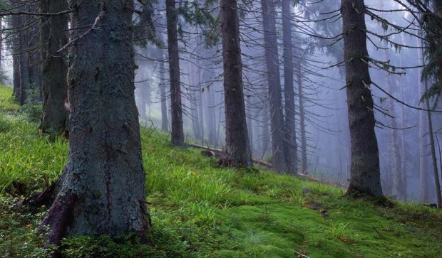 Гослесагенство одобрило обоснованную санвырубку лесов