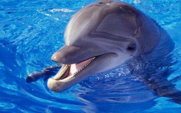 Дельфін-збоченець тримає в страху цілий курорт, купатися заборонено