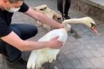 Скрін, відео Facebook