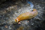Слимак Arion fuscus
