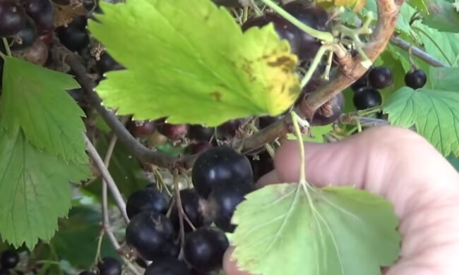 Черная смородина, скриншот видео