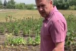 Філатов "проміняв" крісло мера на город - укропчик, помідорчики