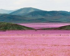Найсухіша в світі пустеля вкрилася квітами після дощу (фото)
