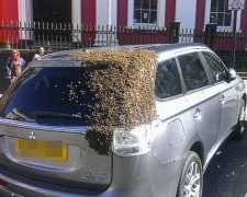 Рой пчел соблазнился на автомобиль британца
