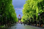 В Харькове лиса устраивает яркие "фотосессии" для экстремалов: как сделать селфи с рыжей бестией