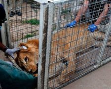 У Мосулі провели унікальну рятувальну операцію