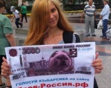 Барнаул голосує за кота Барсика
