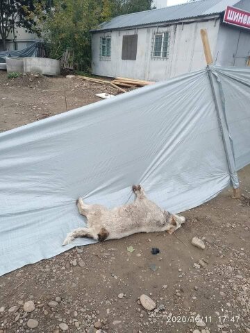 Мертва собака / фото: ПІК