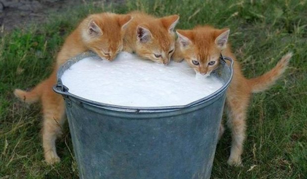 Котики, которых застукали на горячем (фото)