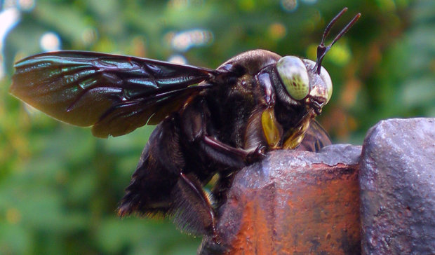 "Літаючий бульдог: в Індонезії виявили бджолу-монстра