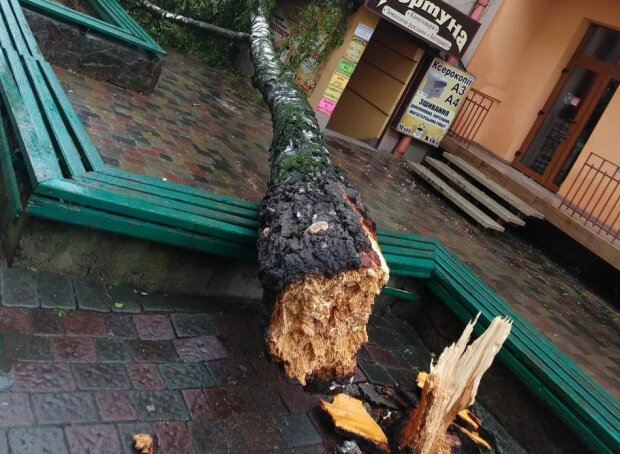 Во Франковске уставшее дерево прилягло на подъезд — распилили и забрали