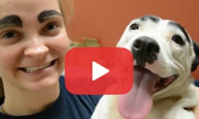 Пес з незвичайними бровами став зіркою YouTube