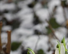 Сурок Тимка не виноват: синоптики рассказали правду