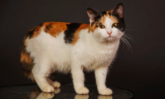 Кошка "постиралась" в машинке: печальный результат