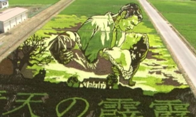 На рисовом поле в Японии создали картину "Унесенные ветром" (видео) 