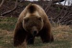 У Росії живодери на позашляховику 8 разів переїхали ведмедя (відео)