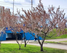 Украинцы, весна, фото из соцсетей