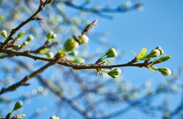 Весна, фото: Unian