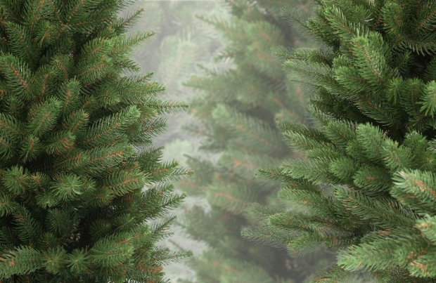 Как купить новогоднюю елку с умом: асортимент и цены