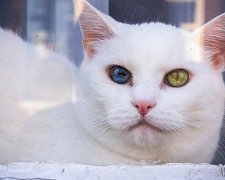 Коти з різнокольоровими очима стали хітом інтернету (фото)