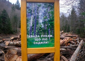 викрито масштабну незаконну вирубку дерев