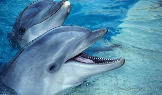 С крымским ученым заговорили дельфины