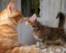 Новый рекорд: в Украине нашли самого большого кота