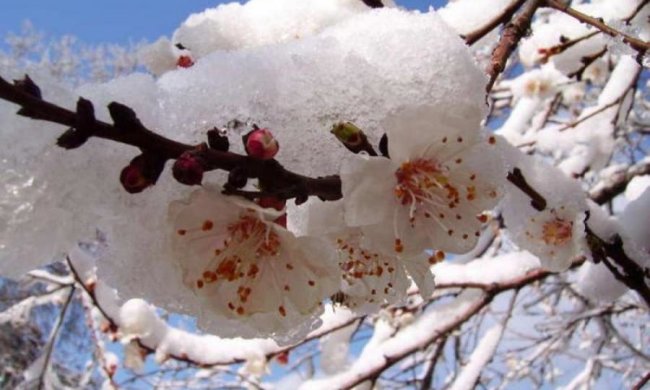 Суворий травень: на Україну насуваються заморозки